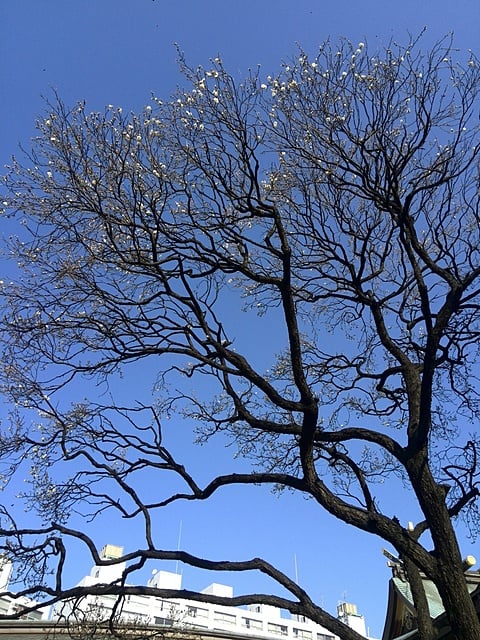 1月5日　湯島天神の梅が咲いていました