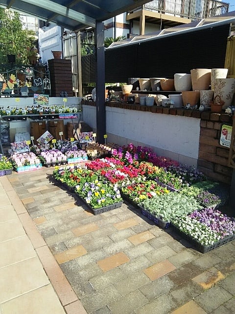 秋から春先まで咲くお花の苗入荷しました