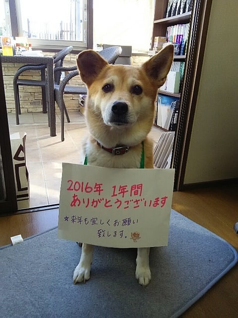 看板犬サラより　2016年のご挨拶