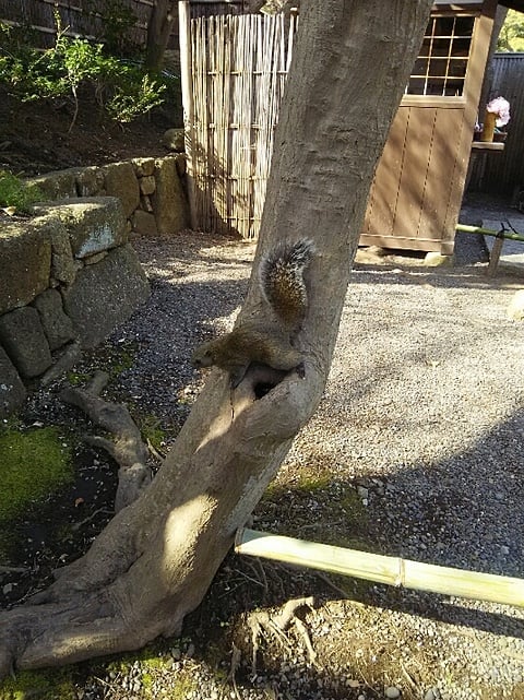 タイワンリスと遭遇しました