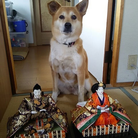 我が家の雛人形