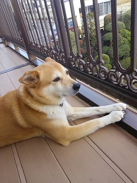 ベランダで　たそがれ中