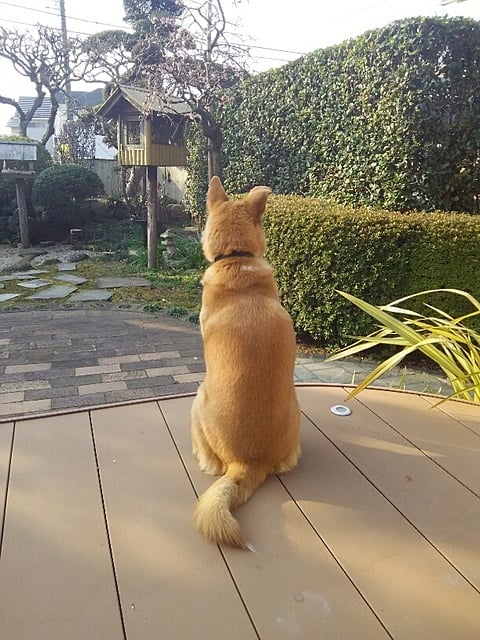 もうすぐ春ですよ